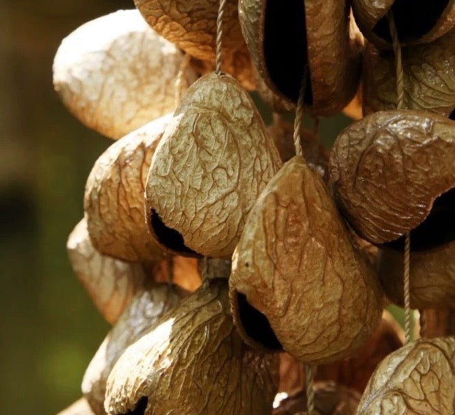 Macro shot of natural Panji shells bathed in warm sunlight, highlighting the organic fiber details and rustic charm of the handcrafted shaker