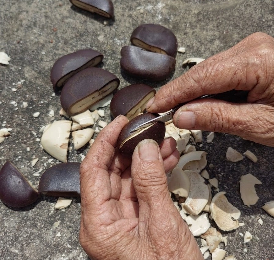 Macro view of an artisan's hands carefully cutting and shaping natural Juju shells, showcasing the traditional handicraft of ethnic percussion instruments.