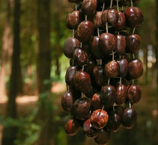 A handcrafted Pala shell wind chime hanging in a sun-drenched forest with pala seed shells and natural Zen-inspired decor