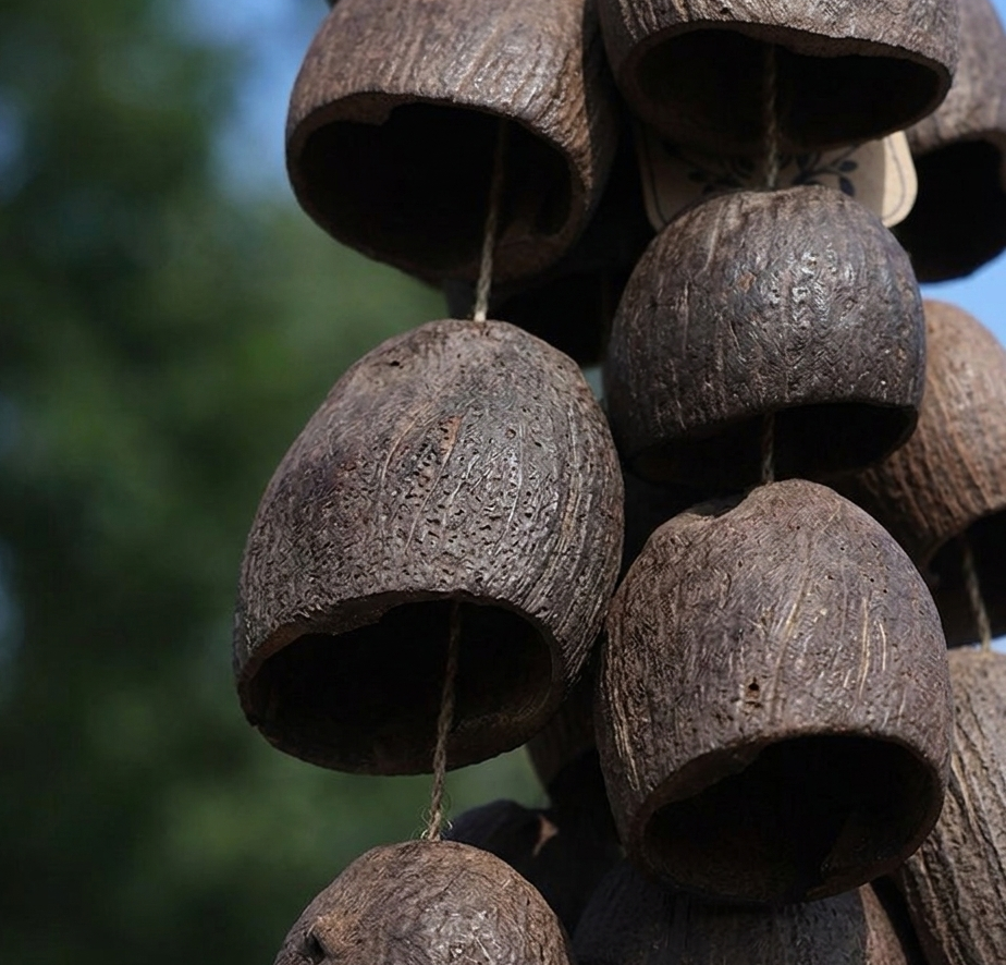 A cluster of dark brown natural Salin shells hanging together, highlighting their organic shape and layered appearance